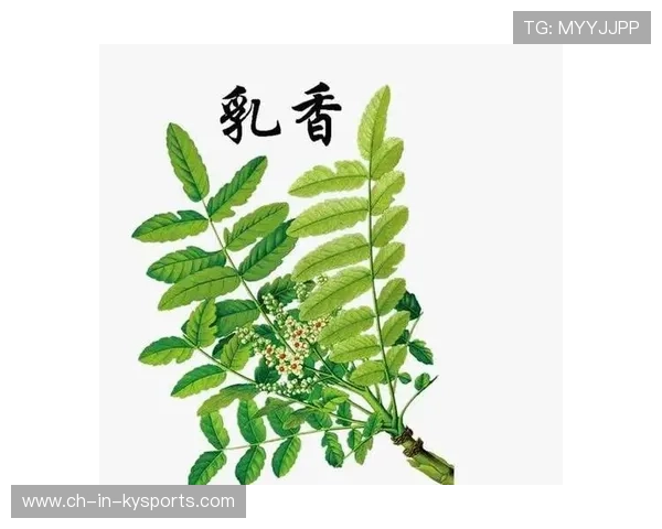 乳香球衣回归潮，怀旧元素带来新时尚，乳香是什么味道功效与作用